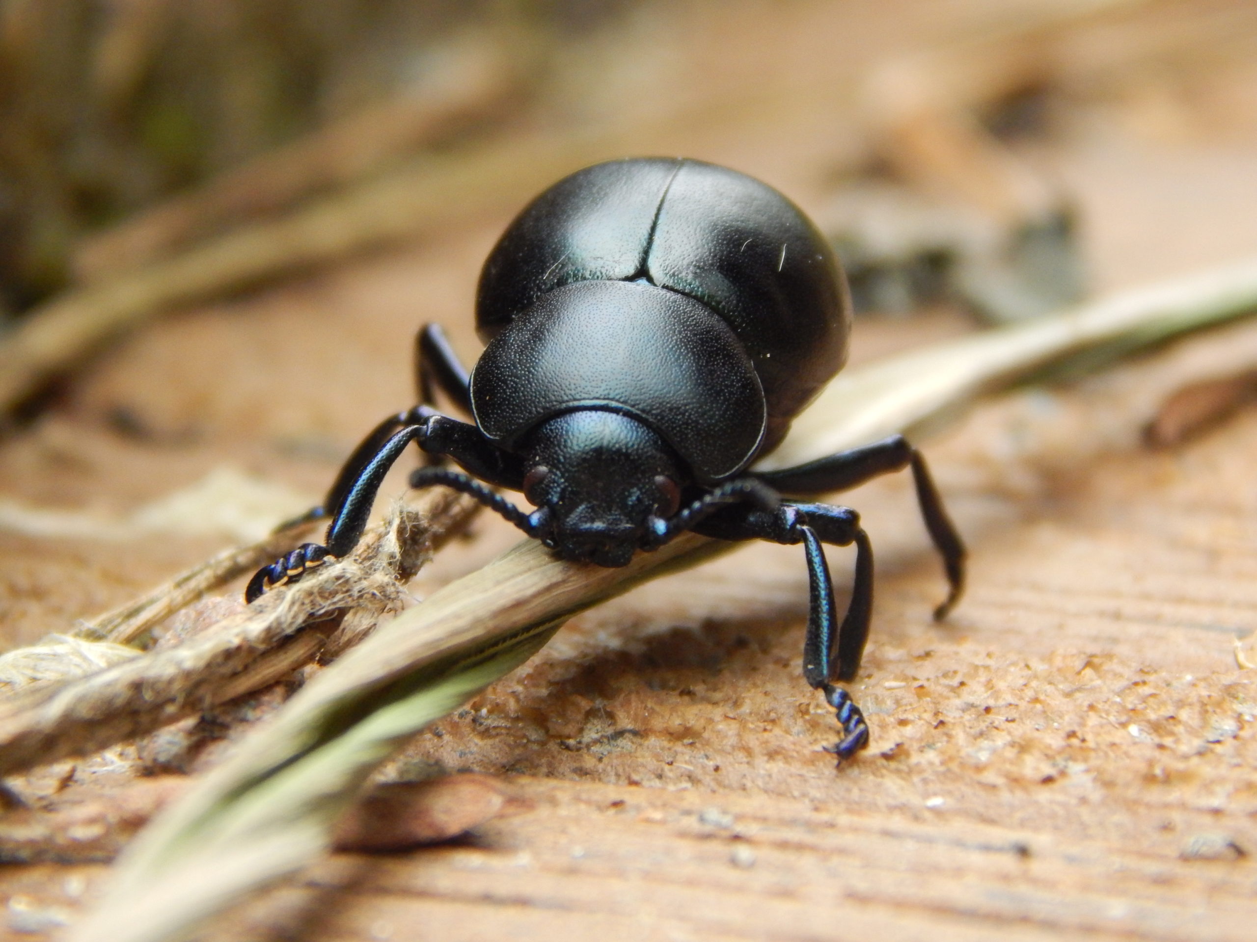 Bloody nosed beetle