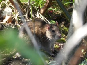 Brown rat