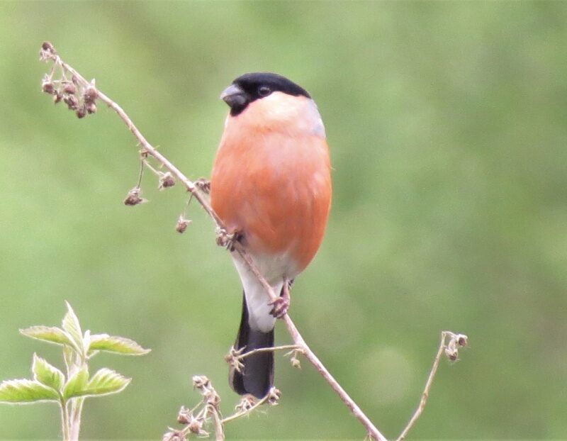 Bullfinch