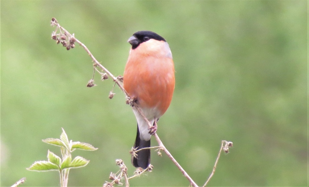 Bullfinch