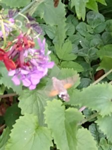 Hummingbird hawk-moth on honesty flowers