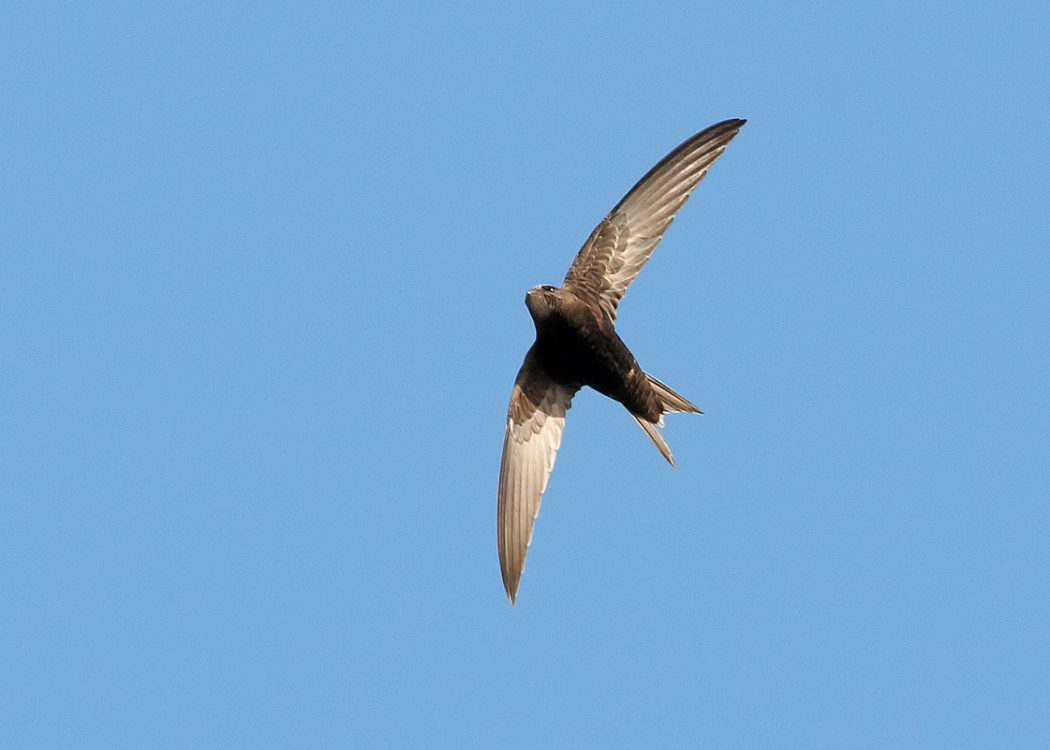 A flying swift