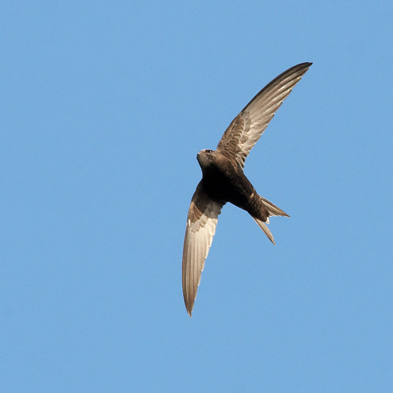 A flying swift