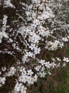 blackthorn blossom