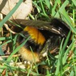 Buff-tailed bumblebee 