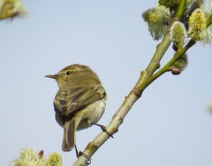 Chiffchaff on a willow branch