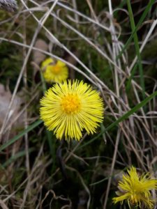 Coltsfoot flowers