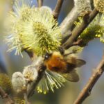 Common carder bee 