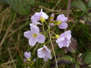 Cuckoo flower