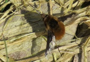 Dark-edged bee fly 