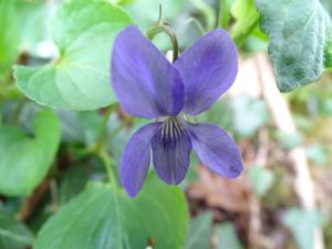 Dog violet flower