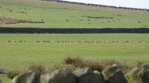 Flock of curlew in an upland field