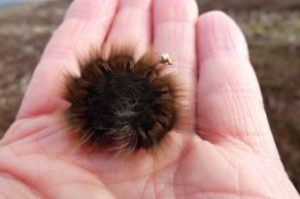 Fox moth caterpillar - a fluffy caterpillar in the palm of a hand