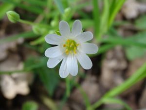 Greater stitchwort flower