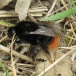 Red-tailed bumblebee 