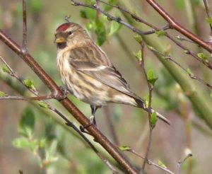 Redpoll - small brown bird with red cap