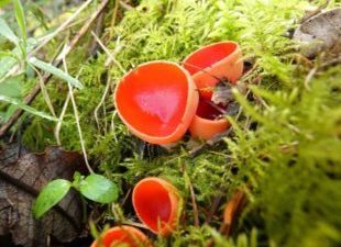 Small red cup shaped fungi on a mossy log