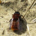 Tawny mining bee