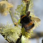 White-tailed bumblebee