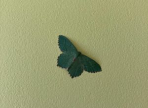 Green butterfly-like moth