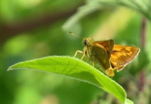 The alrge skipper is a small orange-brown butterfly