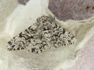 Black and white peppered moth