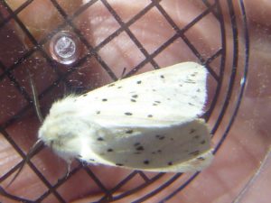 Fluffy white moth with black spots