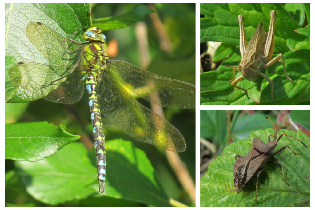Southern hawker dragonfly; lesser marsh grasshopper; dock bug, all ©Phil Jackson