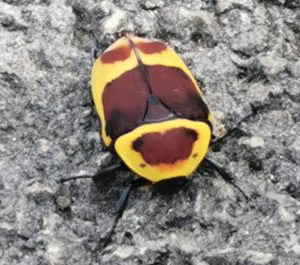 Sun beetle Pachnoda marginata