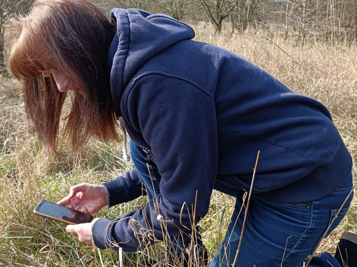 Sandra recording grasses on Owlthorpe Fields