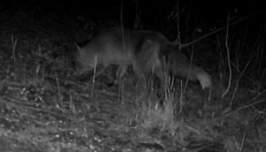 Red fox at night