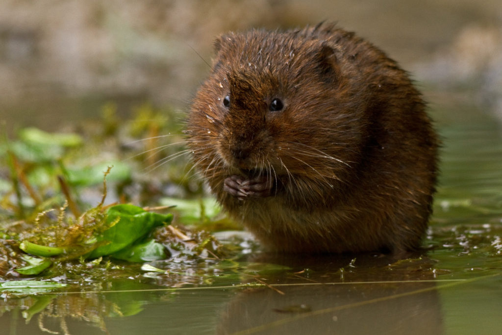 Water vole by Russell Savory