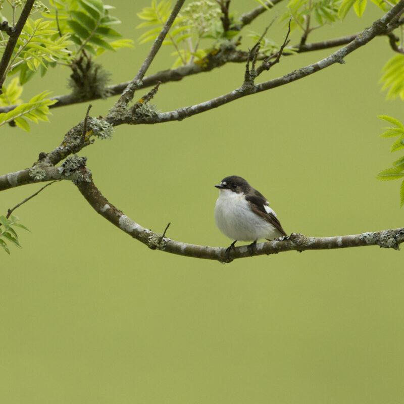 Pied flycatcher (Ficedula hypoleuca) adult male in woodland, Wales, UK