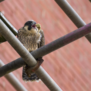 Juvenile male peregrine falcon (Falco peregrinus) stretching whilst perched on scaffolding