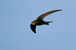 Common Swift in Flight © Dennis Jacobsen / Envato Elements