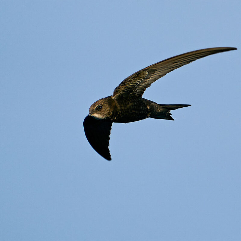 Common Swift in Flight © Dennis Jacobsen / Envato Elements