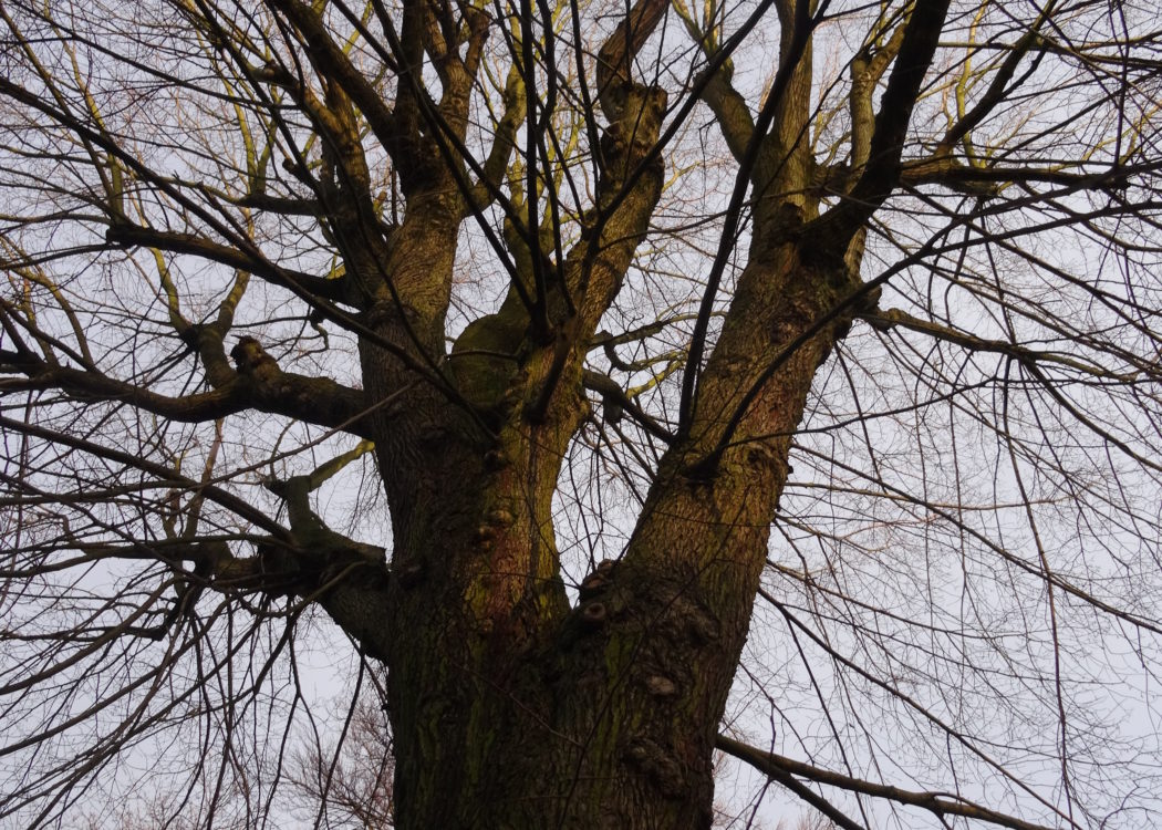 Elm Tree Branches