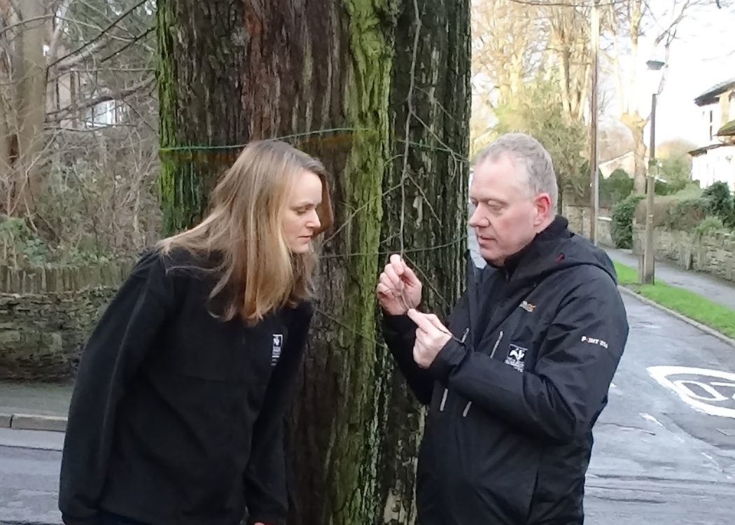 Inspecting a street tree