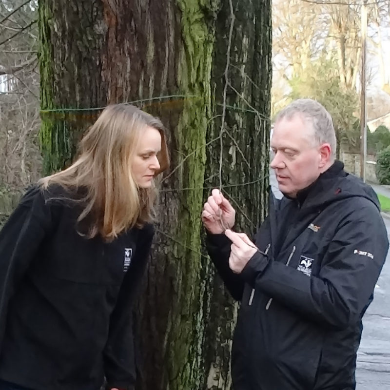 Inspecting a street tree