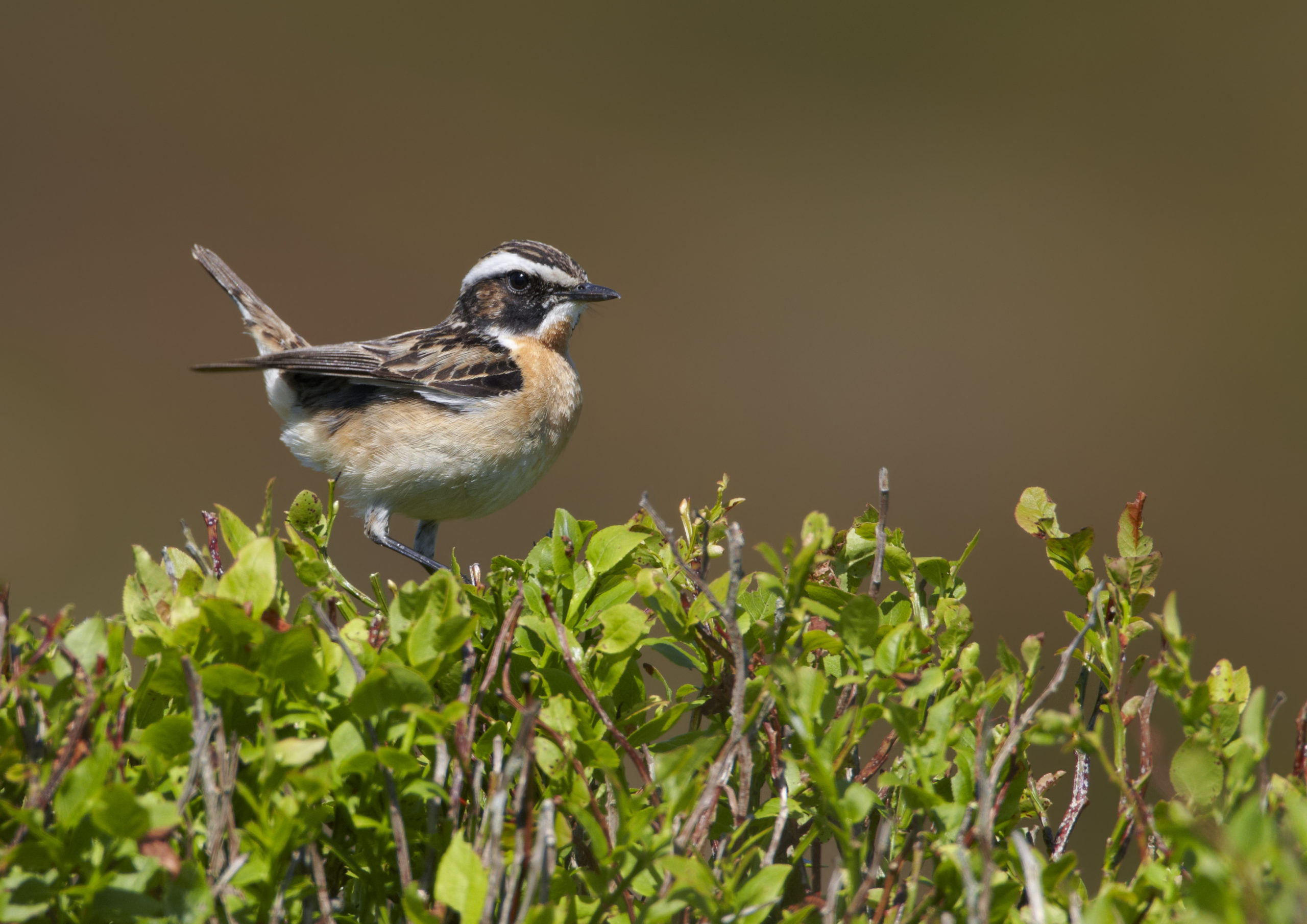 Whinchat on bilberry