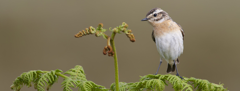 Whinchat (Saxicola rubetra), female perched on moorland bracken