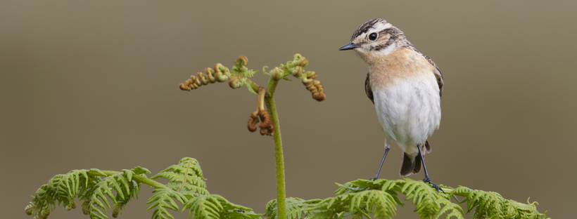 Whinchat (Saxicola rubetra), female perched on moorland bracken