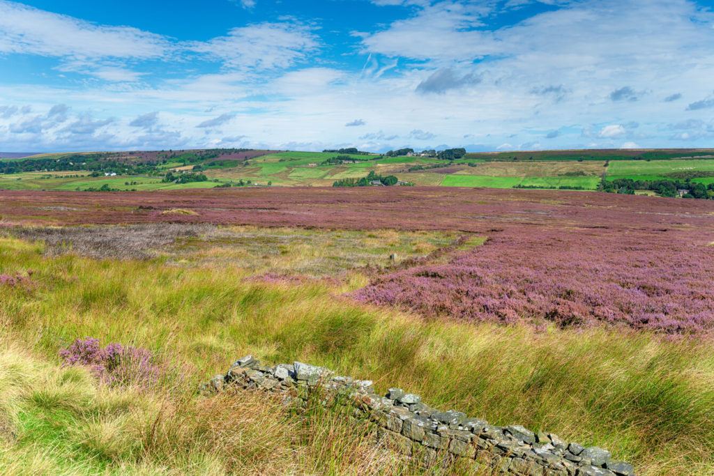 Moorland at Redmires near Sheffield © Flotsom / Envato Elements