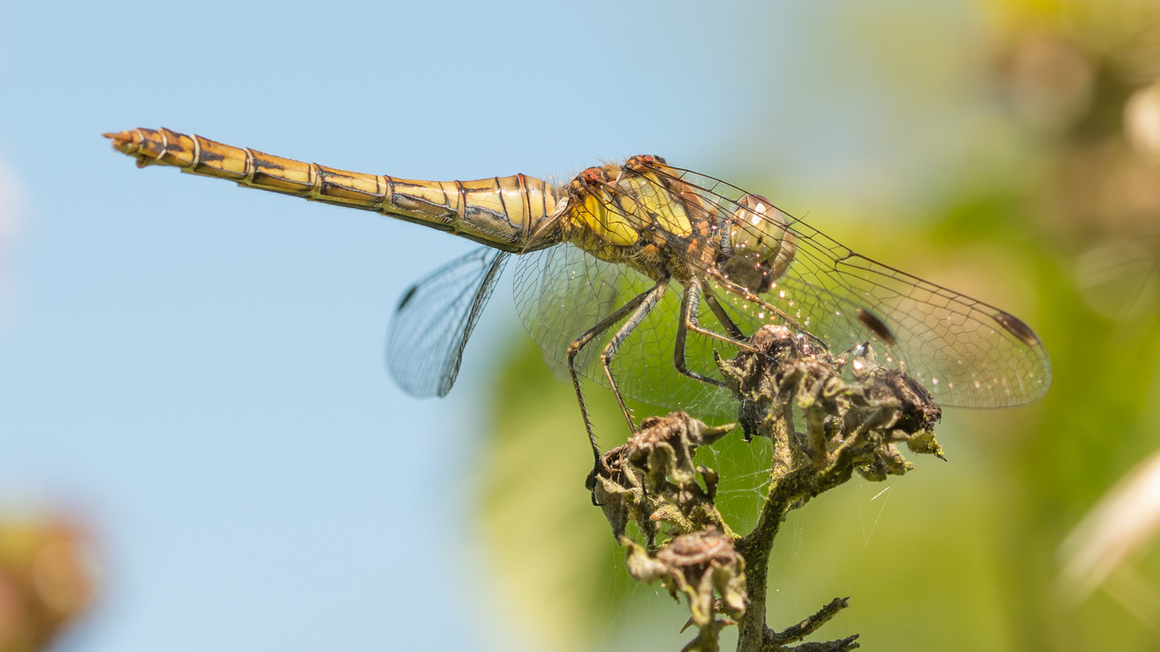 Common darter dragonfly pwechd on vegetation against a blue sky