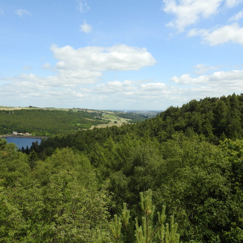 View over Wyming Brook and the Rivelin Valley landscape featuring trees and reservoir in the background