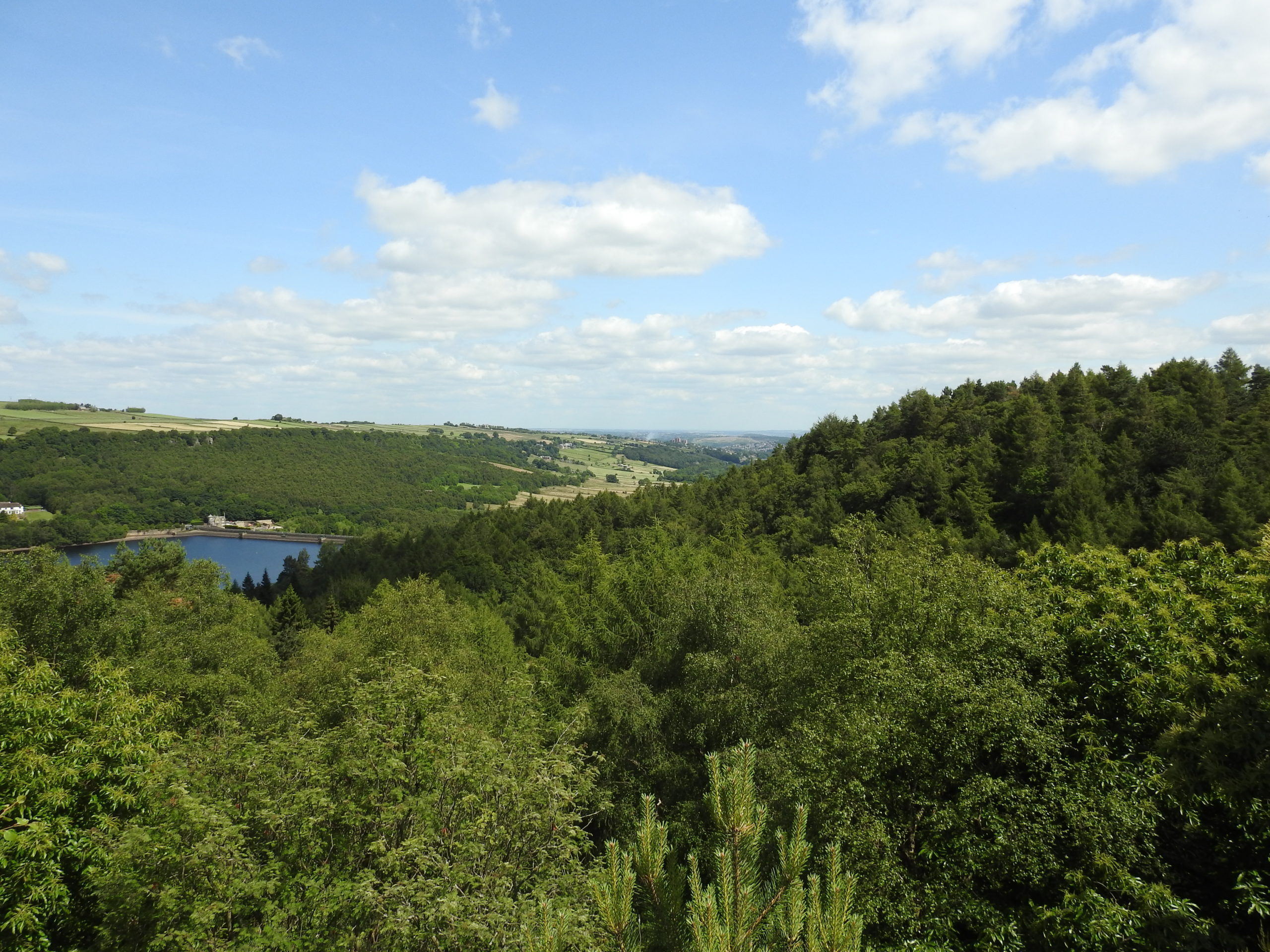 View over Wyming Brook and the Rivelin Valley landscape featuring trees and reservoir in the background