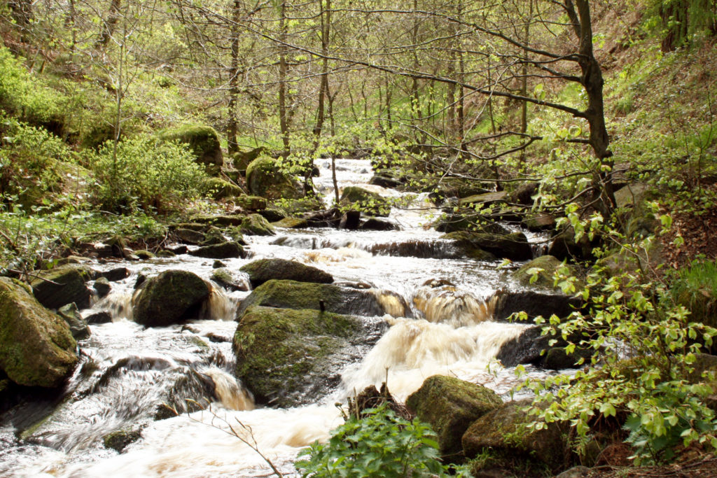 Wyming Brook Nature Reserve. Sarah Sedgwick