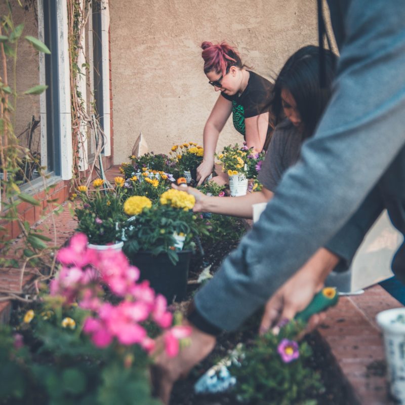 People gardening in a window box together