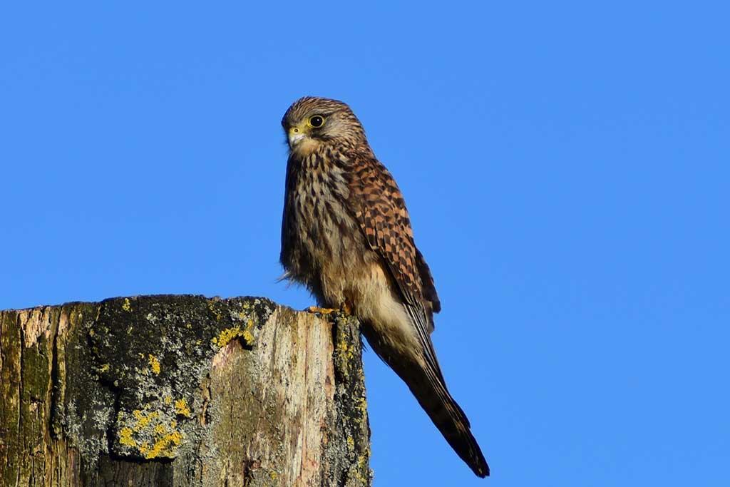 Kestrel by Dennis McCarthy