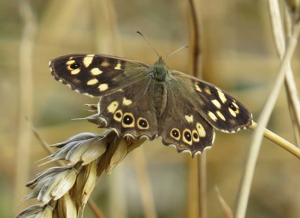 Speckled Wood by Phil Jackson